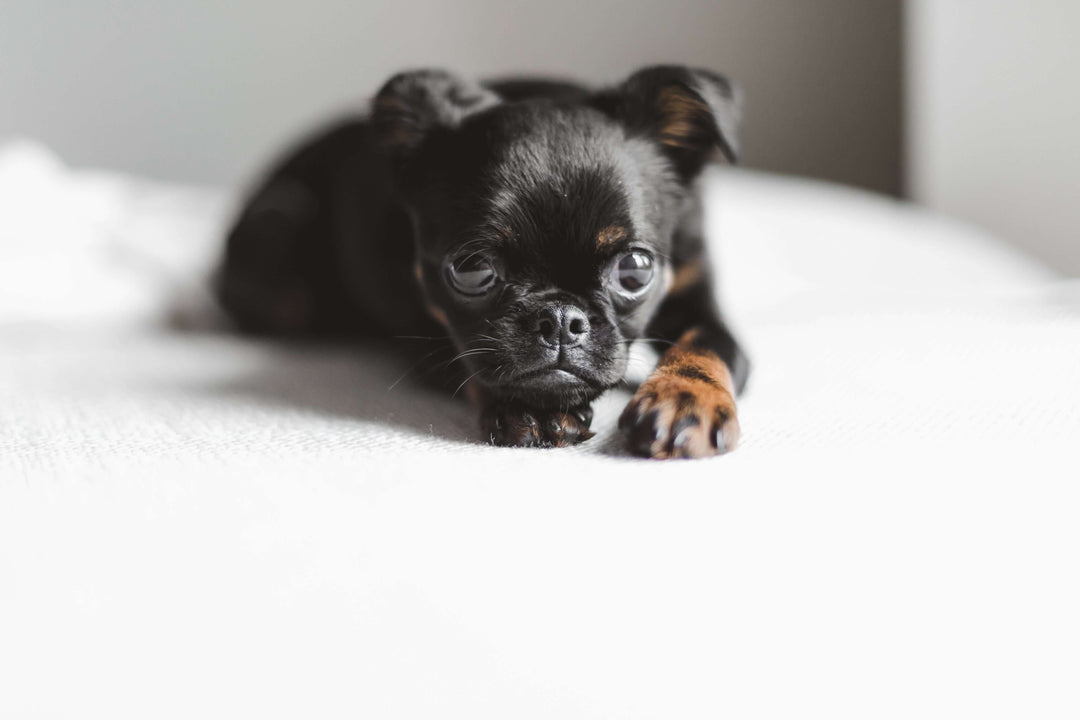 Cute black dog lying on a white bed, showcasing playful and adorable expressions.