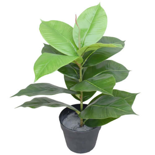 DSZ Product, feed-cond-new, feed-sl-DSZ Freight Payable, newArtificial Potted Rubber Plant 55Cm - Premium Home & Garden > Artificial Plants > Artifical Flowers & Plants from DSZ ! Shop Online Buy Now at S & D's Value Store Family Business Best Customer ServiceDSZ Product, feed-cond-new, feed-sl-DSZ Freight Payable, new