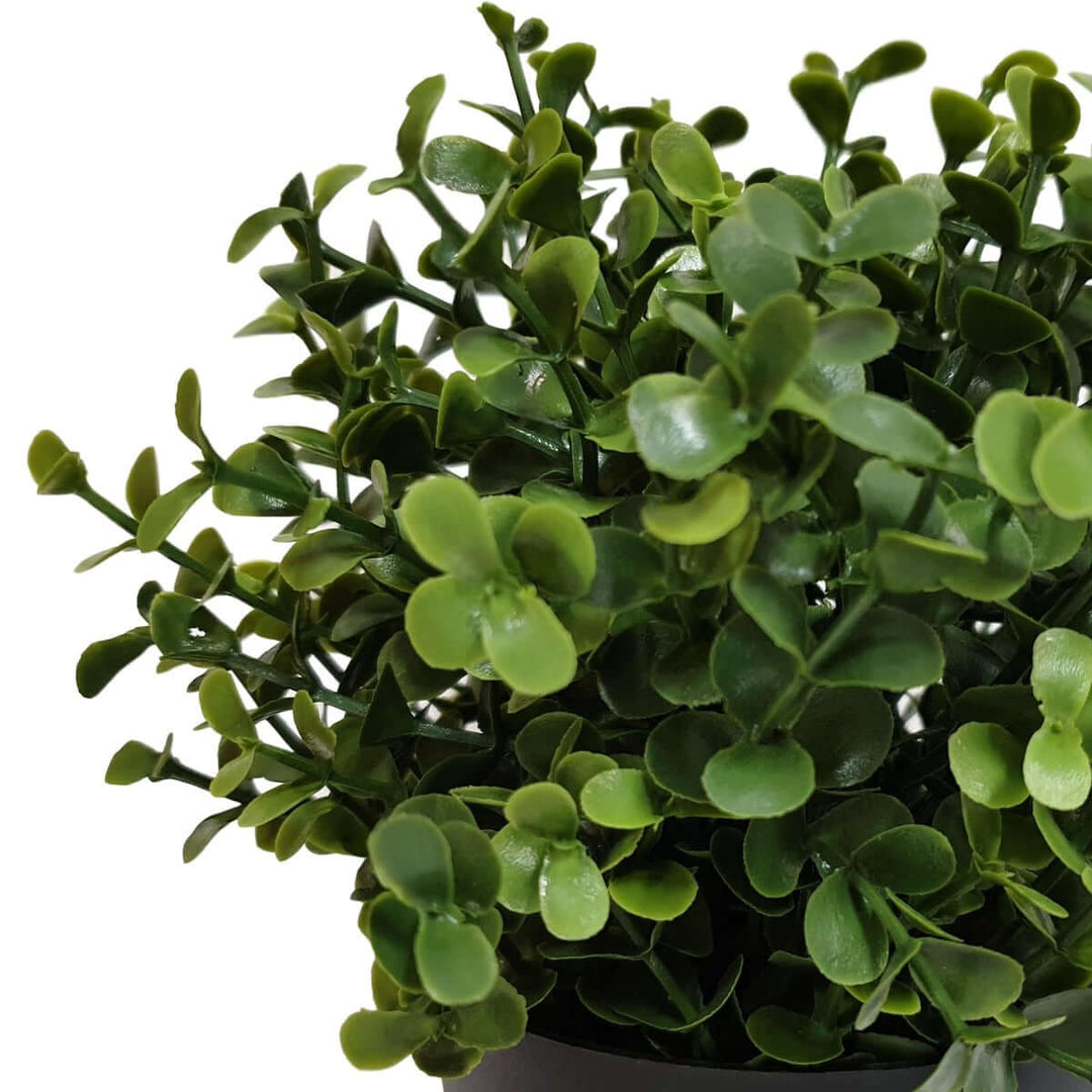 DSZ Product, feed-cond-new, feed-sl-DSZ Freight Payable, newSmall Potted Artificial Buxus Plant Uv Resistant 20Cm - Premium Home & Garden > Artificial Plants > Artifical Flowers & Plants from DSZ ! Shop Online Buy Now at S & D's Value Store Family Business Best Customer ServiceDSZ Product, feed-cond-new, feed-sl-DSZ Freight Payable, new