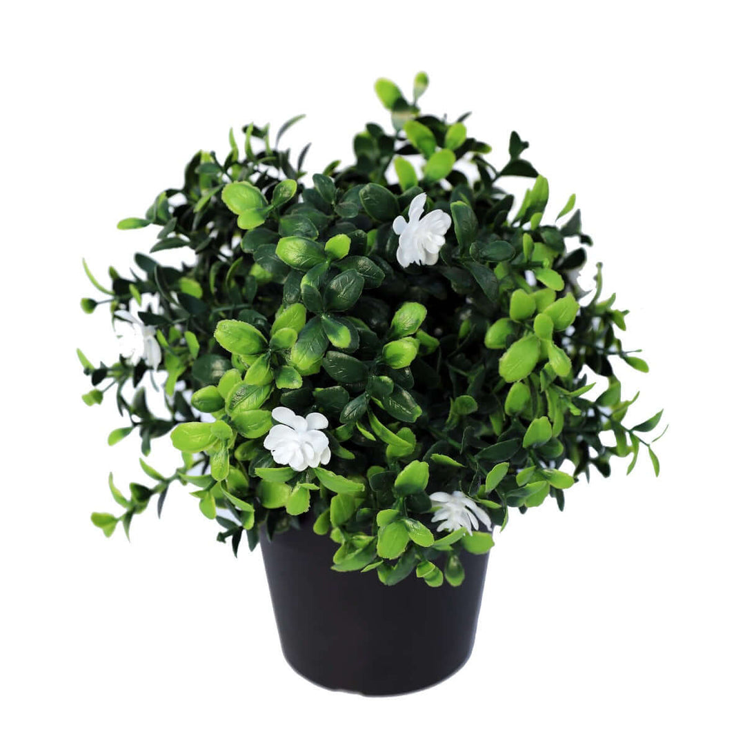 DSZ Product, feed-cond-new, feed-sl-DSZ Freight Payable, newSmall Potted Artificial Flowering Boxwood Plant Uv Resistant 20Cm - Premium Home & Garden > Artificial Plants > Artifical Flowers & Plants from DSZ ! Shop Online Buy Now at S & D's Value Store Family Business Best Customer ServiceDSZ Product, feed-cond-new, feed-sl-DSZ Freight Payable, new