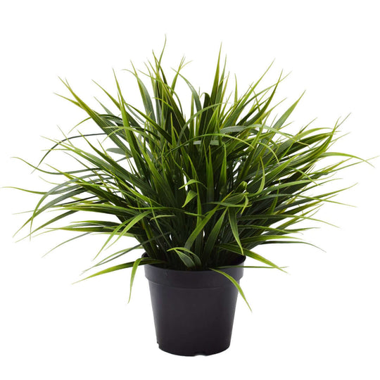 DSZ Product, feed-cond-new, feed-sl-DSZ Freight Payable, newArtificial Ornamental Potted Dense Green Grass 38Cm - Premium Home & Garden > Artificial Plants > Artifical Flowers & Plants from DSZ ! Shop Online Buy Now at S & D's Value Store Family Business Best Customer ServiceDSZ Product, feed-cond-new, feed-sl-DSZ Freight Payable, new