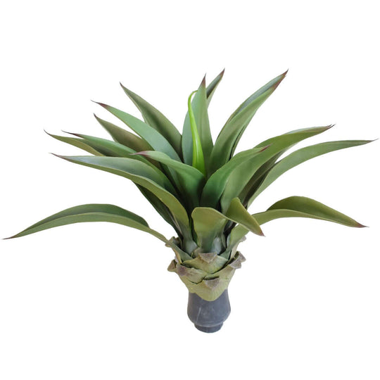 DSZ Product, feed-cond-new, feed-sl-DSZ Freight Payable, newUv Agave 50Cm No Pot - Premium Home & Garden > Artificial Plants > Artifical Flowers & Plants from DSZ ! Shop Online Buy Now at S & D's Value Store Family Business Best Customer ServiceDSZ Product, feed-cond-new, feed-sl-DSZ Freight Payable, new