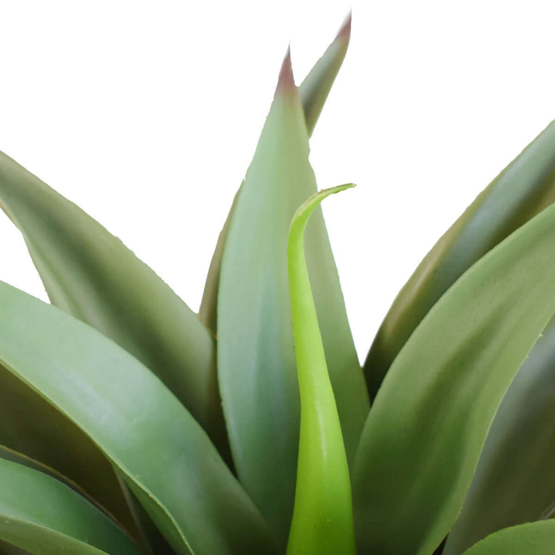 DSZ Product, feed-cond-new, feed-sl-DSZ Freight Payable, newUv Agave 50Cm No Pot - Premium Home & Garden > Artificial Plants > Artifical Flowers & Plants from DSZ ! Shop Online Buy Now at S & D's Value Store Family Business Best Customer ServiceDSZ Product, feed-cond-new, feed-sl-DSZ Freight Payable, new