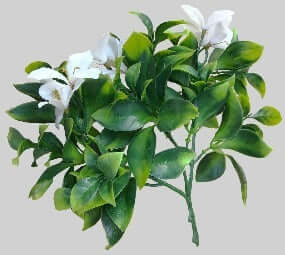 DSZ Product, feed-cond-new, feed-sl-DSZ Freight Payable, newWhite Flowering Jasmine Stem Uv Resistant 30Cm - Premium Home & Garden > Artificial Plants > Artifical Flowers & Plants from DSZ ! Shop Online Buy Now at S & D's Value Store Family Business Best Customer ServiceDSZ Product, feed-cond-new, feed-sl-DSZ Freight Payable, new